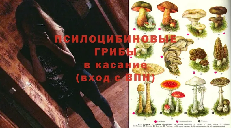 блэк спрут   Конаково  Псилоцибиновые грибы Cubensis 